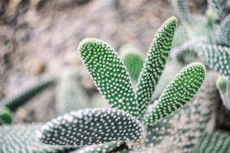 仙人掌開花後|仙人掌開花後怎麼處理？讓你的仙人掌持續綻放 – 植物。